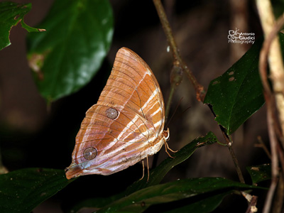 Amathusia masina malaya ♂