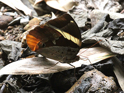 Thauria aliris intermedia ♂