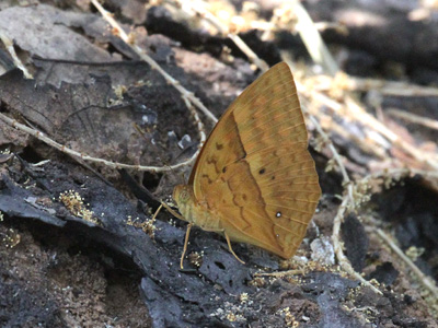 Enispe duranius intermedia ♂ Enispe duranius intermedia ♂