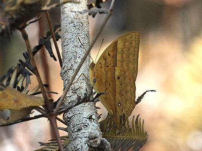 Enispe duranius intermedia ♂ Enispe duranius intermedia ♂