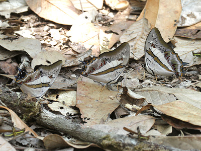 Polyura schreiber assamensis ♂