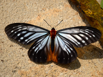 Calinaga brahma sudassana ♂