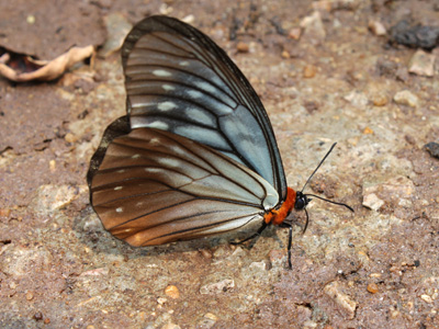 Calinaga brahma sudassana ♂