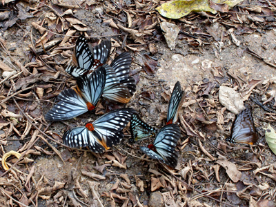 Calinaga brahma sudassana ♂