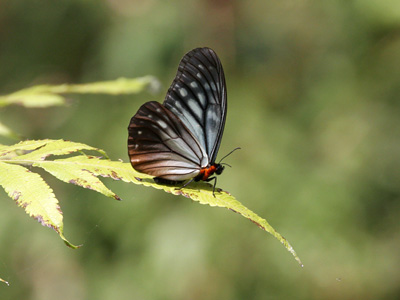 Calinaga brahma sudassana ♂