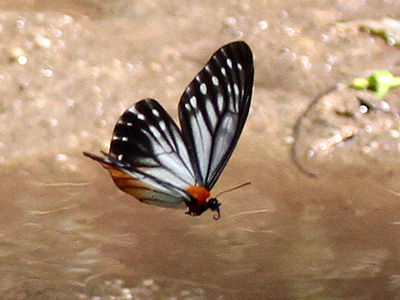 Calinaga brahma sudassana ♂