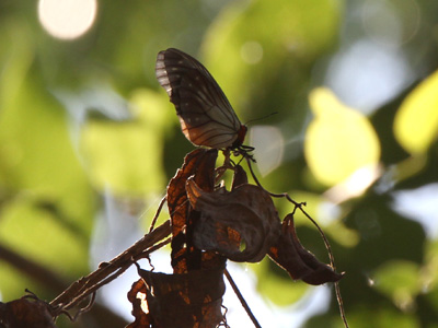 Calinaga brahma sudassana ♂