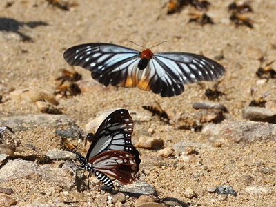 Calinaga brahma sudassana ♂