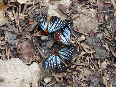 Calinaga brahma sudassana ♂