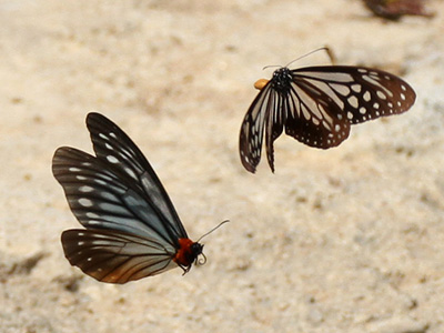 Calinaga brahma sudassana ♂