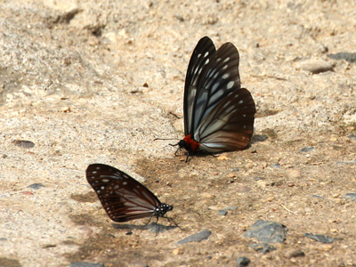 Calinaga brahma sudassana ♂