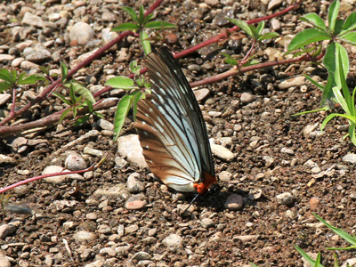 Calinaga brahma sudassana ♂