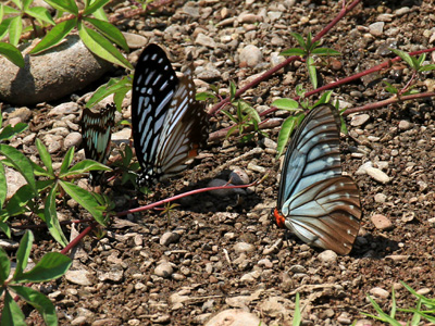 Calinaga brahma sudassana ♂