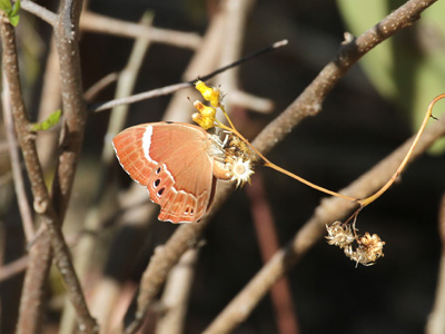Abisara latifasciata ♀ Abisara latifasciata ♀