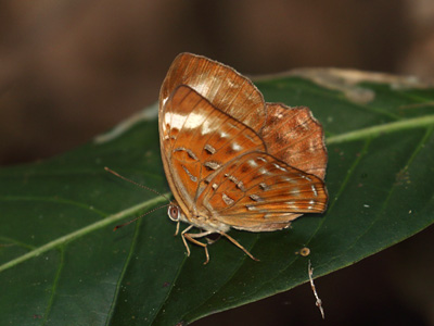 Taxila haquinus fasciata ♀