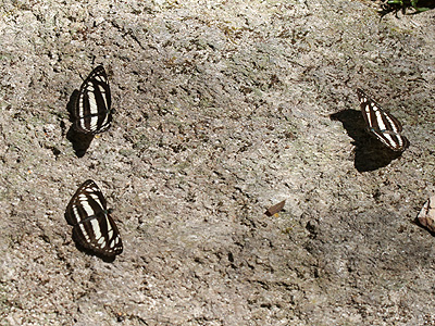 Neptis soma shania ♂