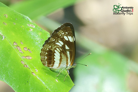 Neptis jumbah jumbah ♂