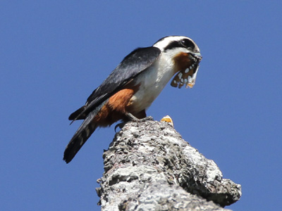 Athyma perius perius ♂ Athyma perius perius ♂