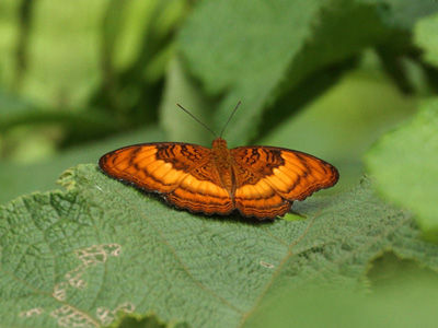 Athyma sinope sinope ♂ Athyma sinope sinope ♂