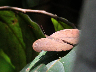 Tanaecia julii xiphiones ♀