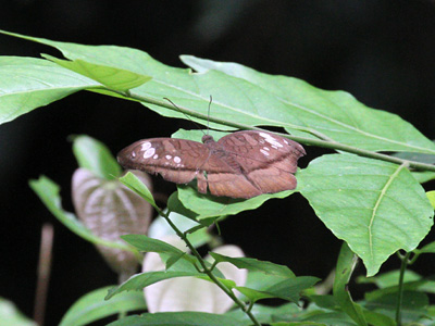 Cynitia cocytus ambrysus ♀