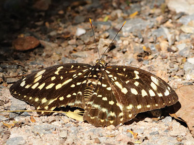 Lexias pardalis jadeitina ♀ Lexias pardalis jadeitina ♀