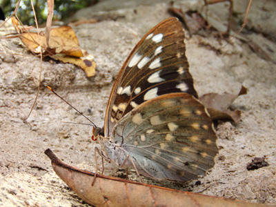 Lexias pardalis jadeitina ♀ Lexias pardalis jadeitina ♀