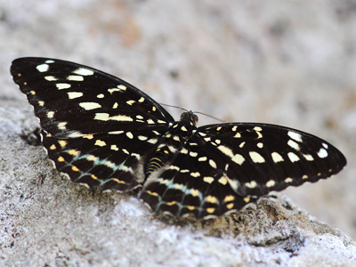 Lexias pardalis jadeitina ♀ Lexias pardalis jadeitina ♀
