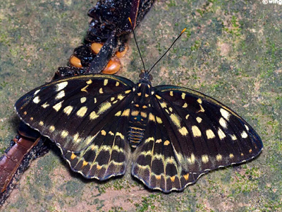Lexias pardalis jadeitina ♀ Lexias pardalis jadeitina ♀