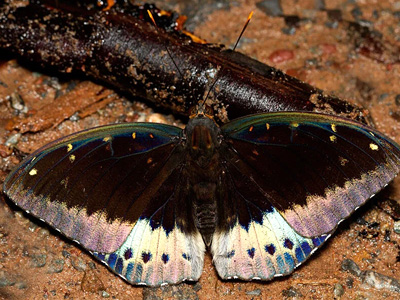 Lexias pardalis jadeitina ♂ Lexias pardalis jadeitina ♂