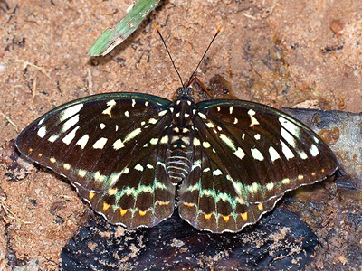 Lexias pardalis jadeitina ♀ Lexias pardalis jadeitina ♀