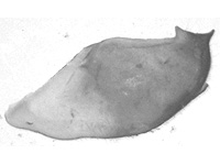 Hestina persimilis persimilis ♂ genitalia