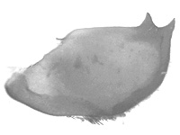 Hestina persimilis persimilis ♂ genitalia