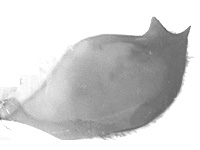 Hestina persimilis persimilis ♂ genitalia