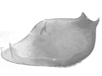 Hestina persimilis persimilis ♂ genitalia