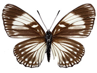Euripus nyctelius euploeoides ♀ Un.