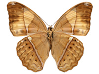 Cirrochroa chione ♀ Un.