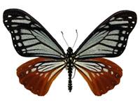 Papilio agestor agestor ♂ Up.