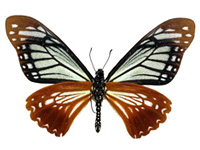 Papilio agestor agestor ♂ Un.