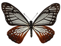 Papilio agestor agestor ♂ Up.