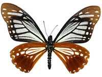 Papilio agestor agestor ♂ Un.