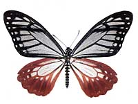 Papilio agestor agestor ♀ Up.