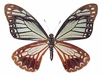 Papilio agestor agestor ♀ Un.