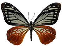 Papilio agestor agestor ♀ Up.