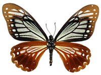 Papilio agestor agestor ♀ Un.