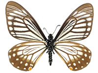 Papilio epycides hypochra ♂ Un.