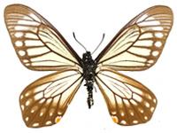 Papilio epycides hypochra ♂ Up.