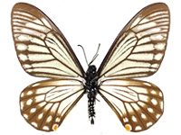 Papilio epycides hypochra ♂ Un.