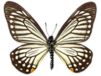 Papilio epycides hypochra ♂ Up.