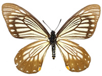 Papilio epycides hypochra ♀ Un.